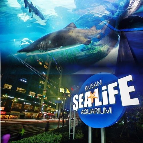 [부산] 해운대 아쿠아리움 입장권