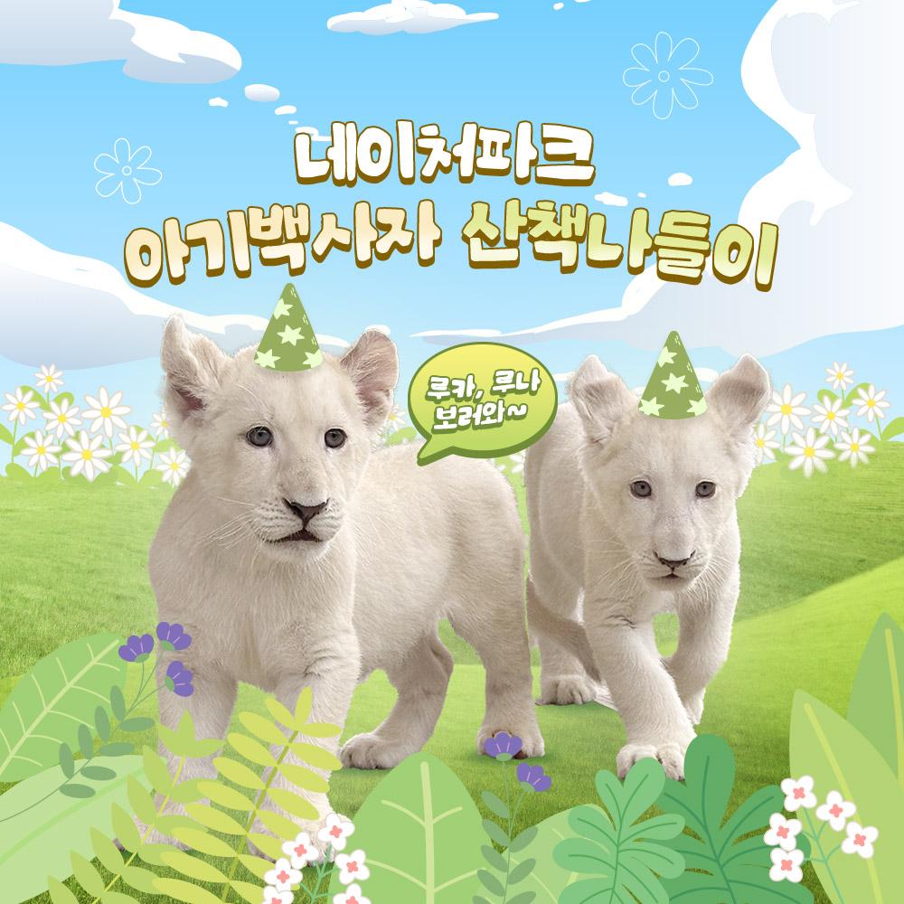 [대구] 네이처파크 아기 백사자 산책나들이