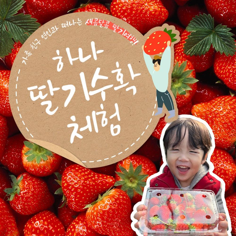 [양산]하나 딸기수확체험(+반려견동반 전용하우스 완비)
