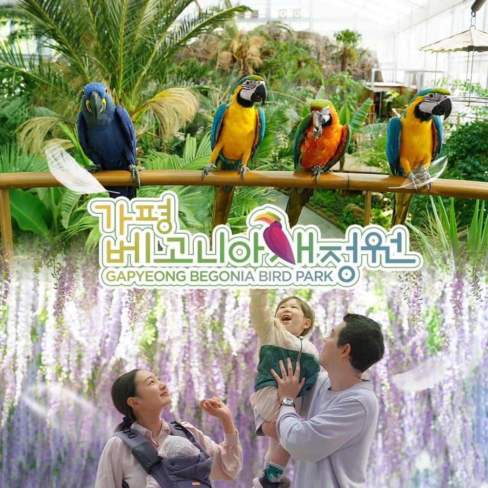 [경기] 가평 베고니아 새정원 입장권