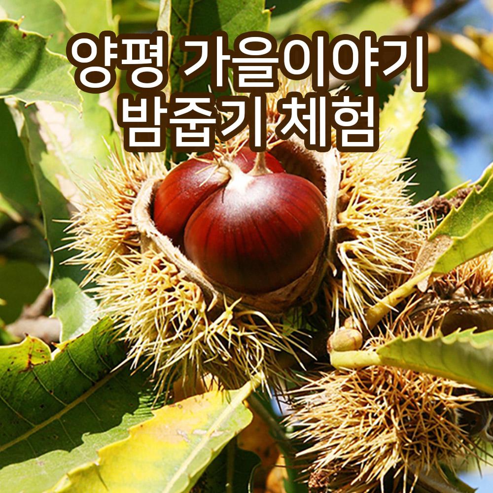 [양평] 밤농원