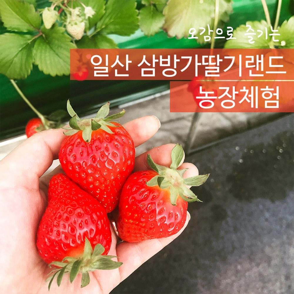 [일산] 삼방가딸기랜드 체험