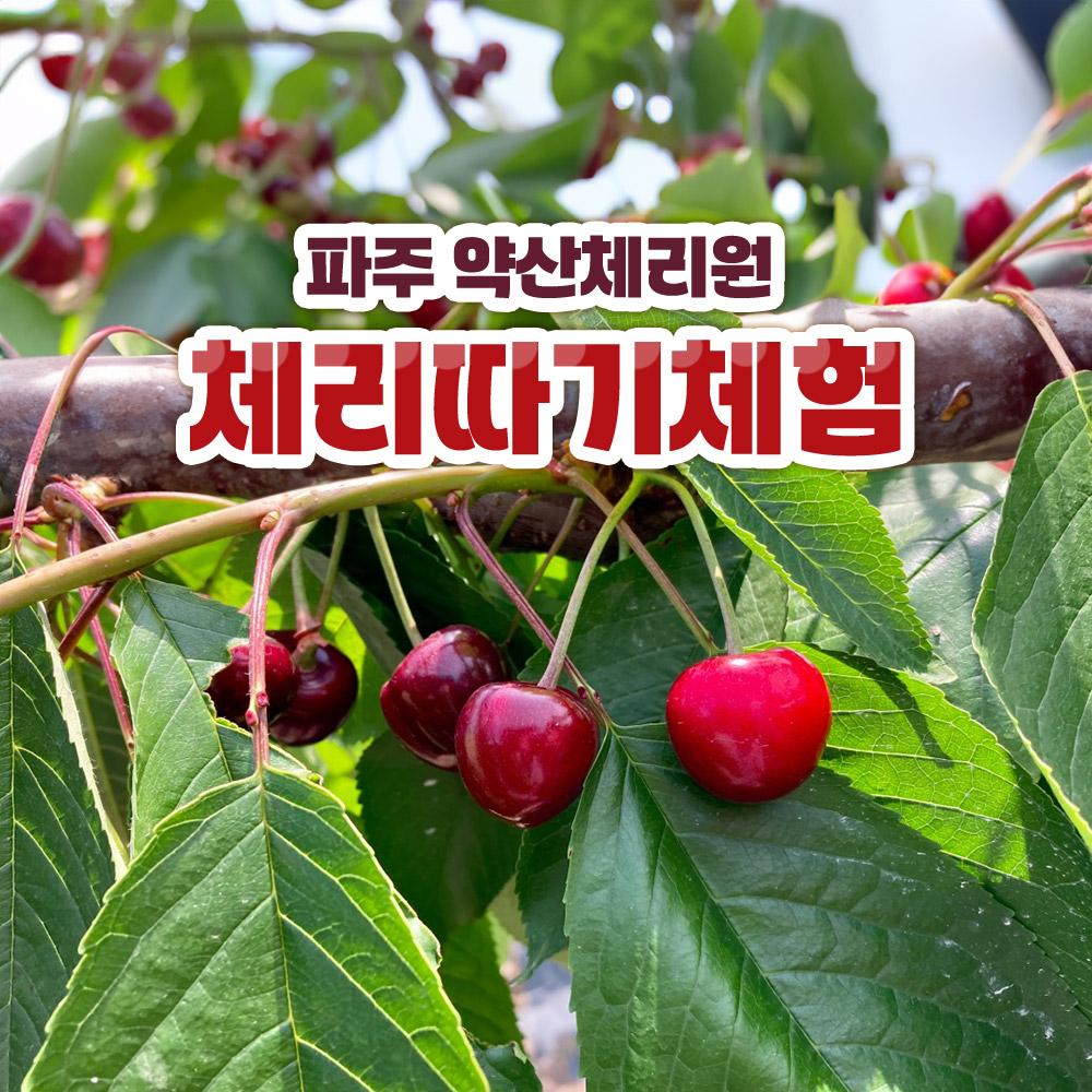 [파주] 약산체리원 체리따기체험