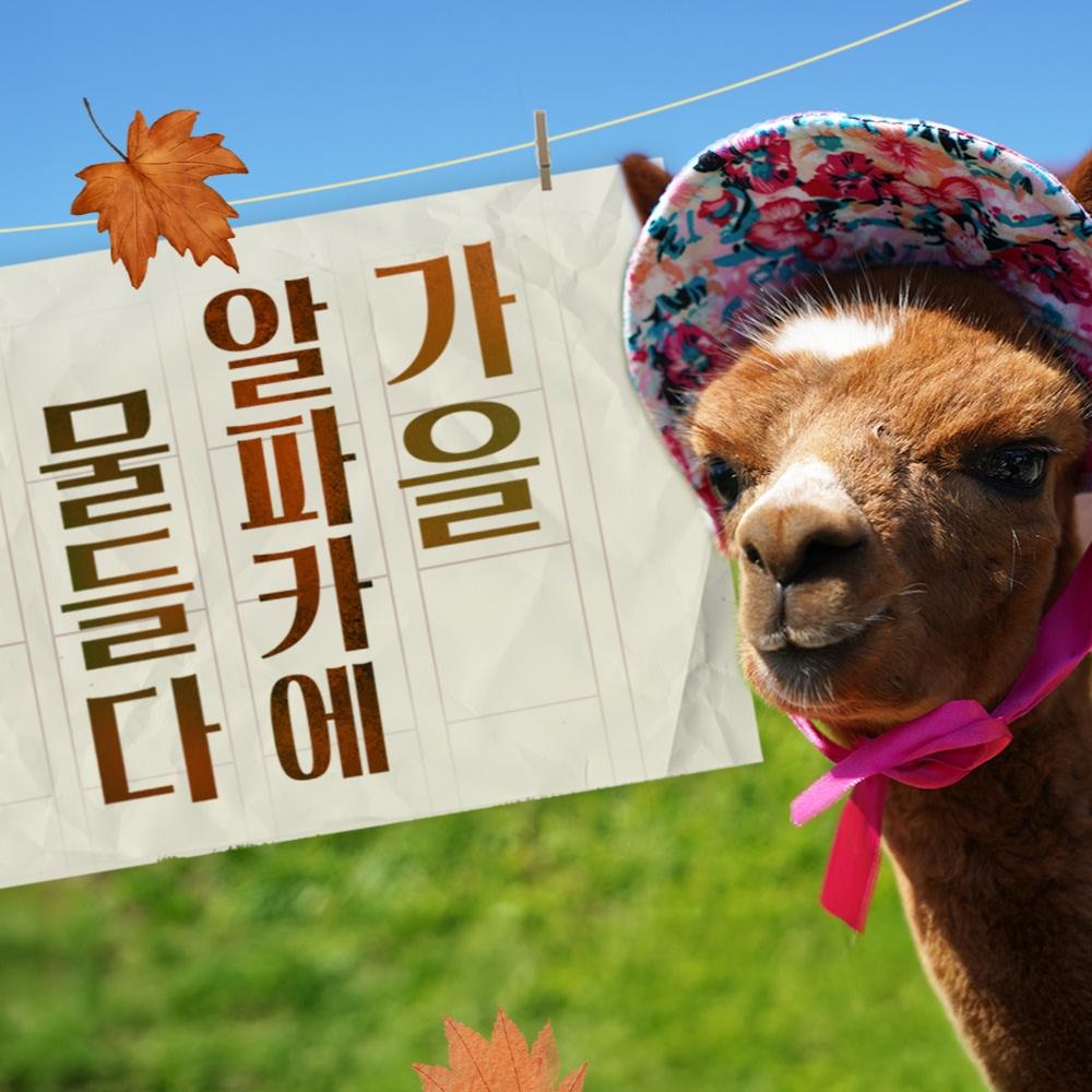 [홍천] 알파카월드 입장권(9/1~)