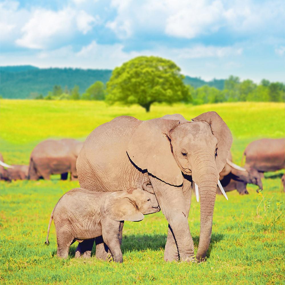 제주 점보빌리지 이용권