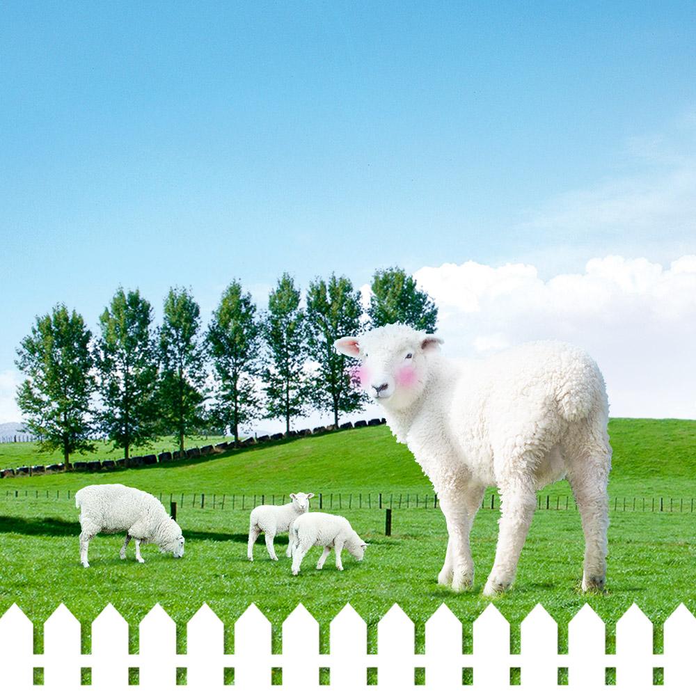 양떼목장 이용권