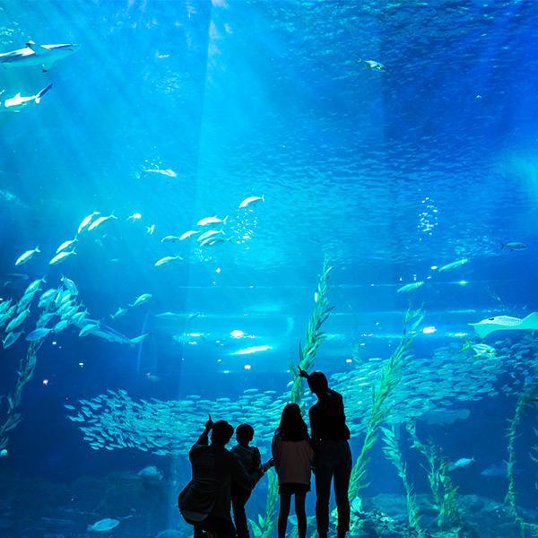 [1월 특가] 아쿠아플라넷 제주 입장권