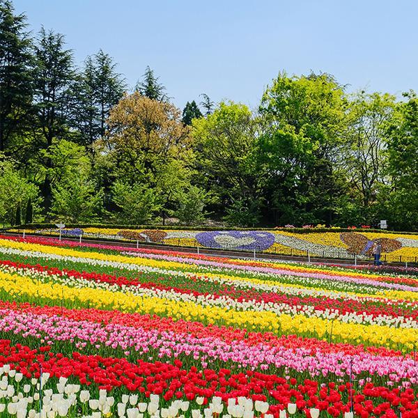 [대구] 이월드 자유이용권 4월