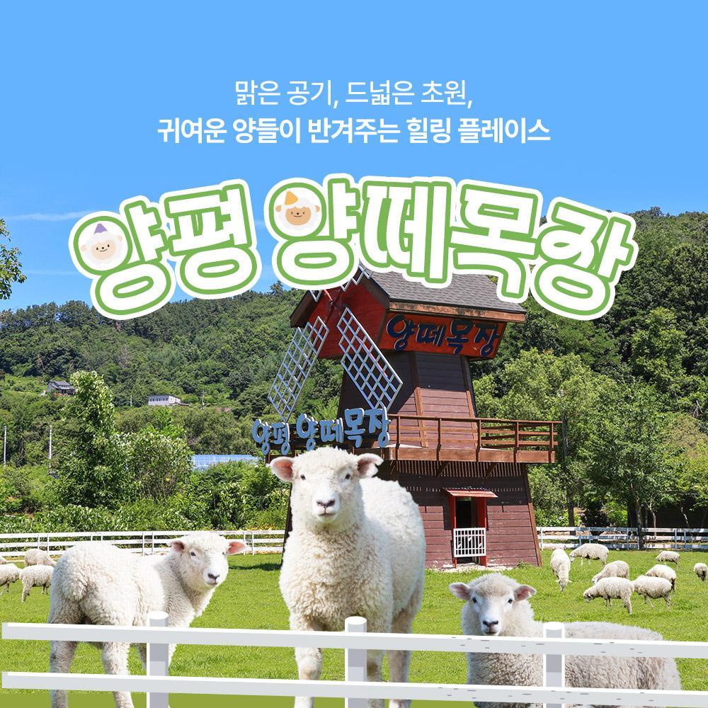 [경기] 양평 양떼목장 특가
